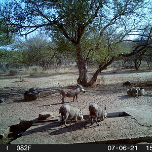 Warthog Trail Cam