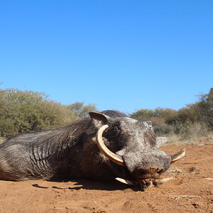 Warthog Hunt South Africa