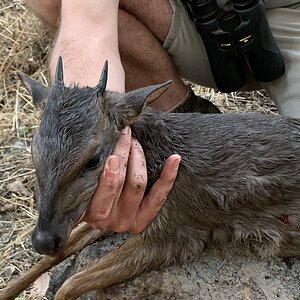 Blue Duiker Hunting Zambia