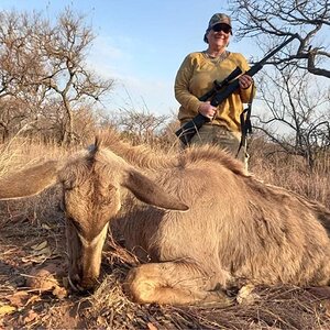 Kudu Cow Hunt Limpopo South Africa