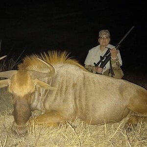 Golden WIldebeest Hunt Limpopo South Africa