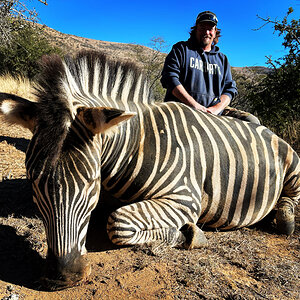 Zebra Hunt Eastern Cape South Africa