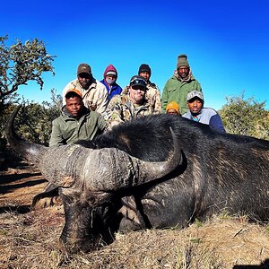 Buffalo Hunt Eastern Cape South Africa