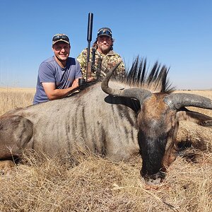 Blue Wildebeest Hunt Eastern Cape South Africa
