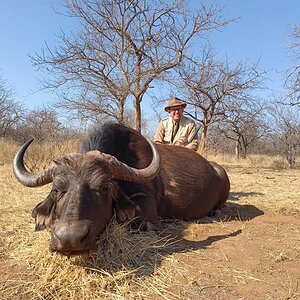 Buffalo cow Hunt South Africa