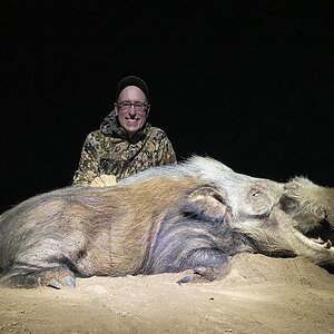 Bushpig Hunt South Africa