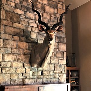 Kudu Shoulder Mount Taxidermy