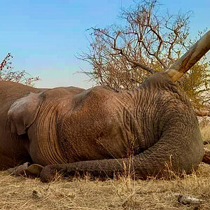 Botswana Elephant Hunt