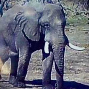 Botswana Elephant Trail Cam