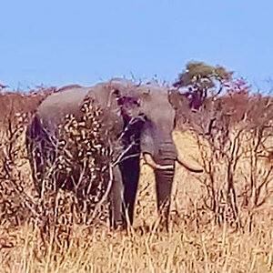 Botswana Elephant Trail Cam