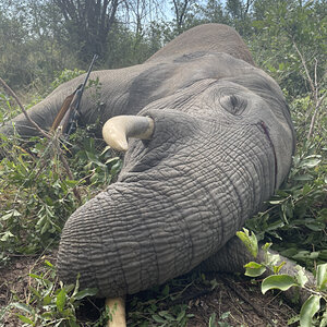 Elephant Hunting Zimbabwe