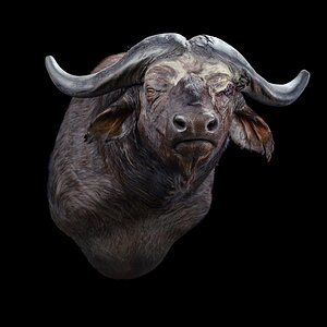 One-Eyed Buffalo Shoulder Mount Taxidermy