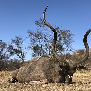 Kudu Hunt South Africa