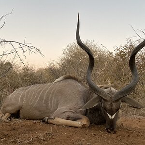 Kudu Hunt South Africa