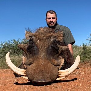 Warthog Hunt Northen Cape South Africa