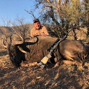 Blue Wildebeest Hunting