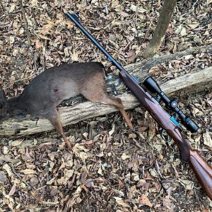 Blue Duiker Hunt Zambia