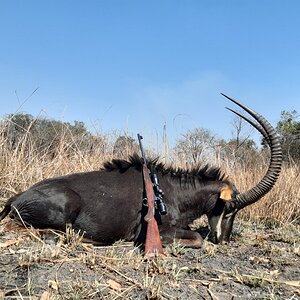 Sable Hunt Zambia