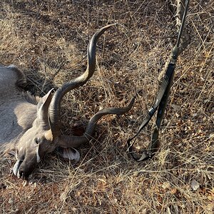 Different angle, same kudu