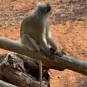 Vervet Monkey in front of Tallyho Bungalo