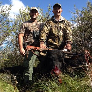 Water Buffalo Hunt Argentia