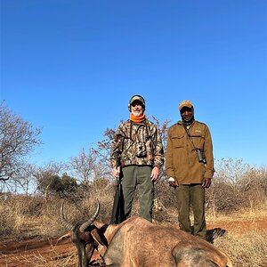 Tsessebe Ram Hunting South Africa