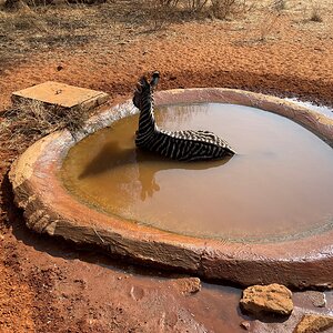 Juvenile Zebra In Distress Limpopo South Africa