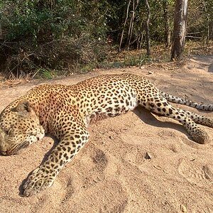 Leopard Hunt Tanzania