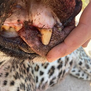 Leopard Teeth Tanzania