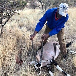 Young Gemsbok for the meat Namibia