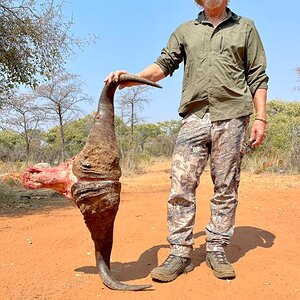 Phantom Buffalo Hunt Namibia