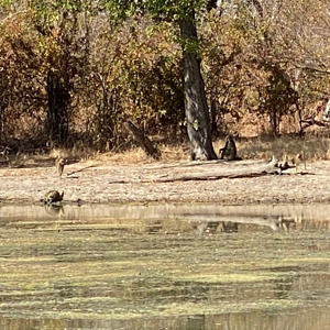 Baboons At Waterhole Zimbabwe