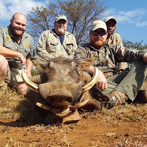 Warthog Hunt South Africa