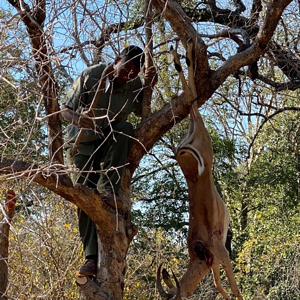 Leopard Bait Zimbabwe