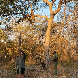 Leopard Bait Zimbabwe