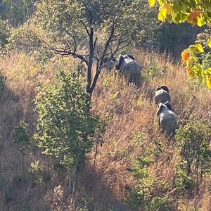 Elephant Herd Zimbabwe