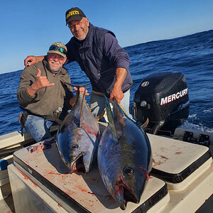 Yellowfin Tuna Fishing St Francis Bay Eastern Cape South Africa