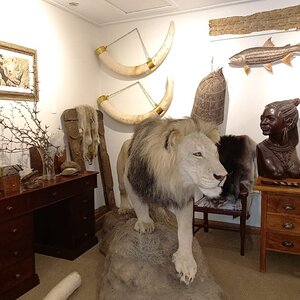 Lion Full Mount Taxidermy