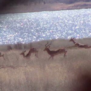 Impala Herd Zimbabwe