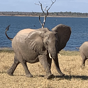 Elephants Zimbabwe