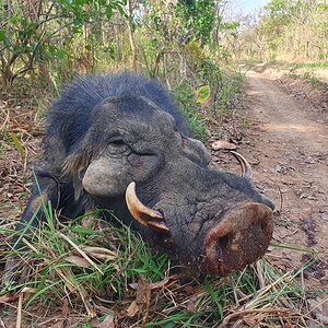 Great giant forest hog