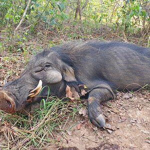 Old giant forest hog