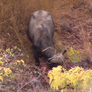 Stalking Buffalo In Valley Zimbabwe