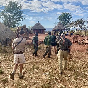 Tracking Buffalo Bull Zimbabwe