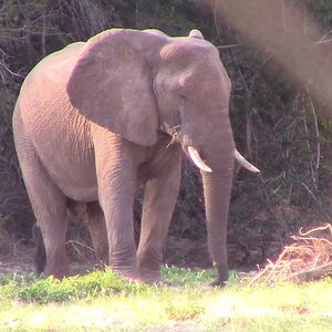 Young Elephant Bull Zimbabwe