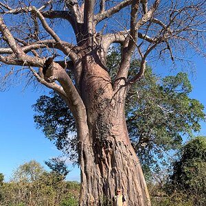 Baobabs Adansonia Tree Zimbabwe