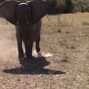 Elephant Mock Charge Zimbabwe
