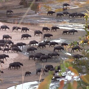 Ume River Buffalo Crossing Zimbabwe