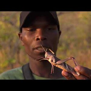 Grasshopper Zimbabwe