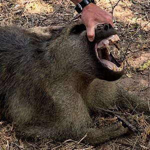 Baboon Teeth Zimbabwe